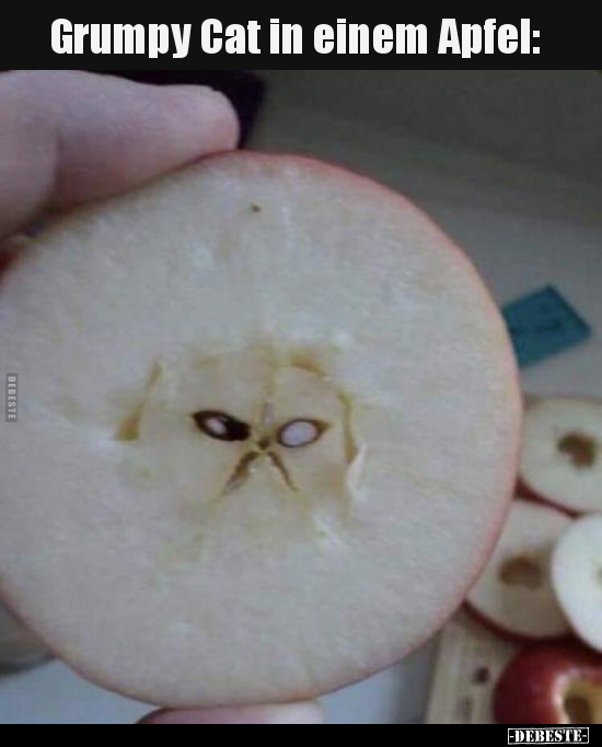 Grumpy Cat in einem Apfel.. - Lustige Bilder | DEBESTE.de