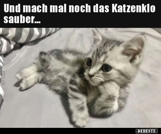 Und mach mal noch das Katzenklo sauber... - Lustige Bilder | DEBESTE.de