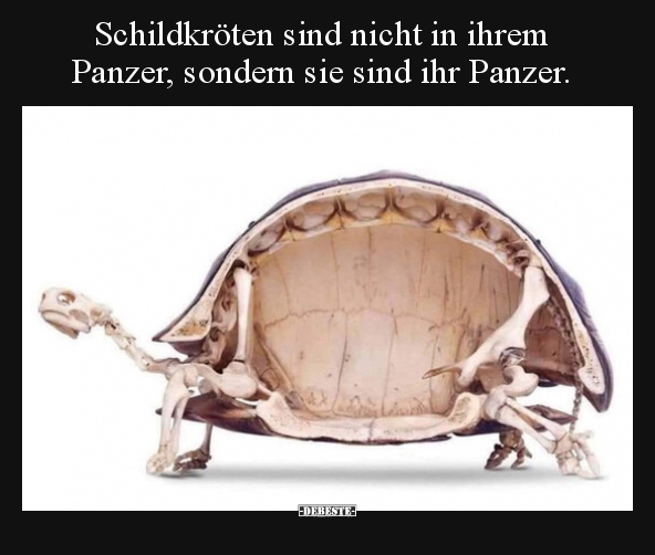 Schildkröten sind nicht in ihrem Panzer, sondern sie sind.. - Lustige Bilder | DEBESTE.de