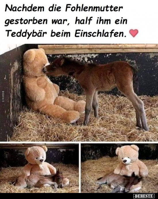 Nachdem die Fohlenmutter gestorben war, half ihm ein.. - Lustige Bilder | DEBESTE.de