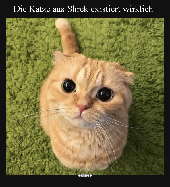 Die Katze aus Shrek existiert wirklich.. - Lustige Bilder | DEBESTE.de