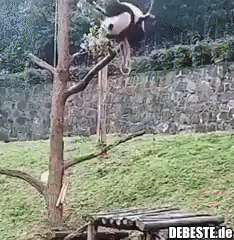 Wie wir sehen können, haben Pandas kein leichtes Leben.. - Lustige Bilder | DEBESTE.de