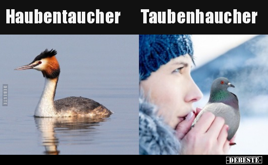 Haubentaucher / Taubenhaucher.. - Lustige Bilder | DEBESTE.de