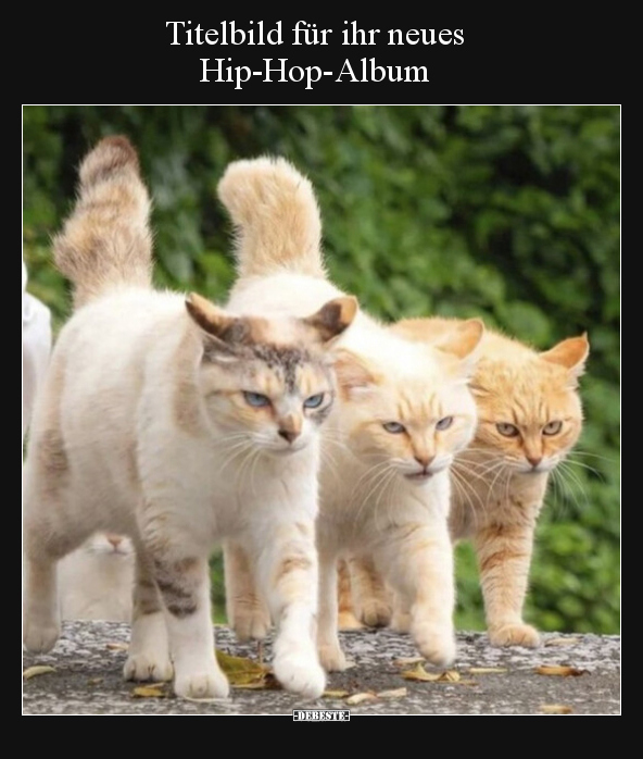Titelbild für ihr neues Hip-Hop-Album.. - Lustige Bilder | DEBESTE.de
