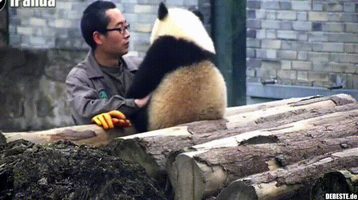 Lieber Panda.. - Lustige Bilder | DEBESTE.de