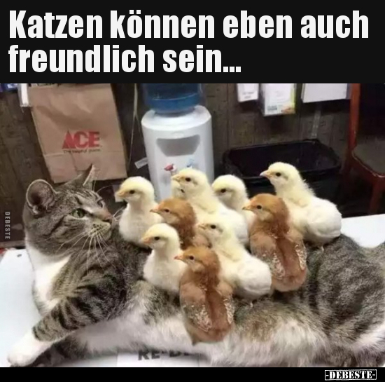 Katzen können eben auch freundlich sein... - Lustige Bilder | DEBESTE.de
