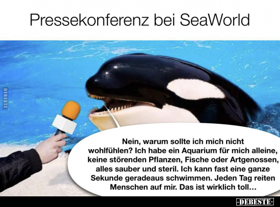 Pressekonferenz bei SeaWorld... - Lustige Bilder | DEBESTE.de