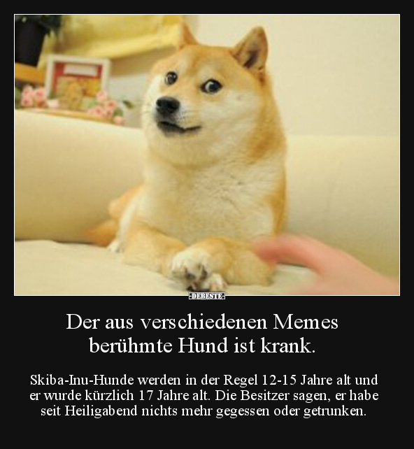 Der aus verschiedenen Memes berühmte Hund ist krank... - Lustige Bilder | DEBESTE.de