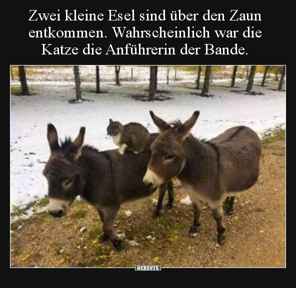 Zwei kleine Esel sind über den Zaun entkommen... - Lustige Bilder | DEBESTE.de