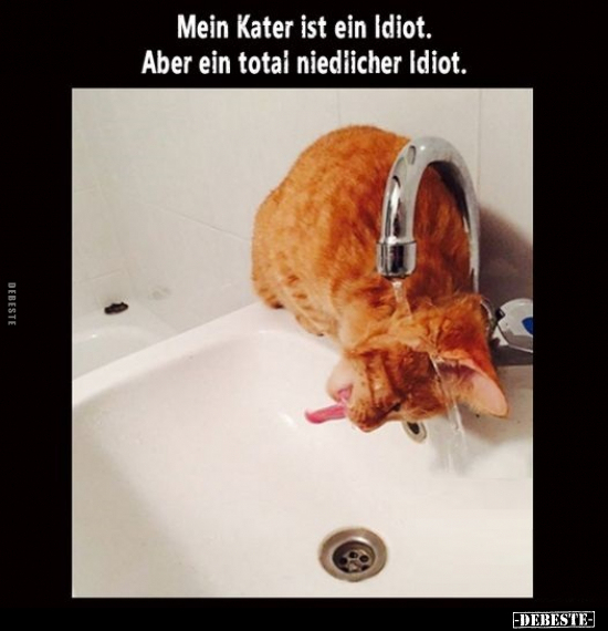 Mein Kater ist ein Idiot. Aber ein total niedlicher.. - Lustige Bilder | DEBESTE.de