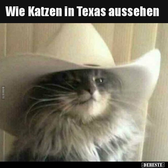 Wie Katzen in Texas aussehen.. - Lustige Bilder | DEBESTE.de