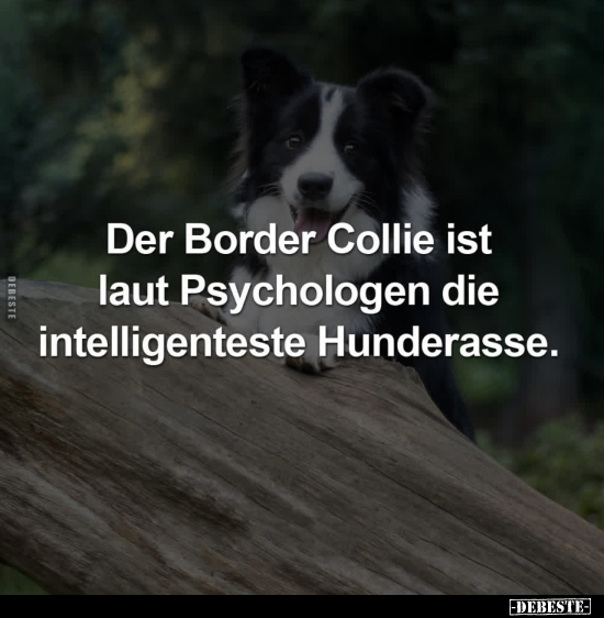 Der Border Collie ist laut Psychologen die.. - Lustige Bilder | DEBESTE.de