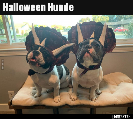 Halloween Hunde.. - Lustige Bilder | DEBESTE.de