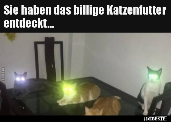 Sie haben das billige Katzenfutter entdeckt... - Lustige Bilder | DEBESTE.de