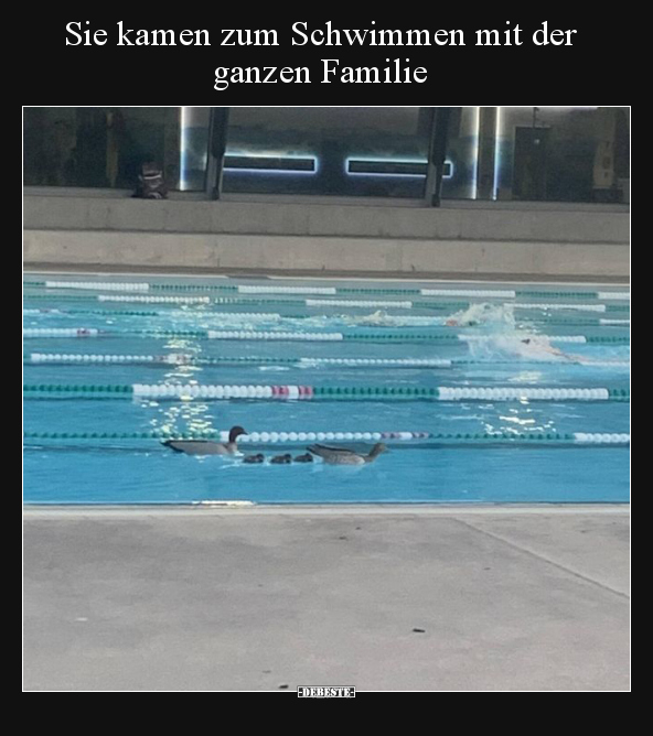 Sie kamen zum Schwimmen mit der ganzen Familie.. - Lustige Bilder | DEBESTE.de