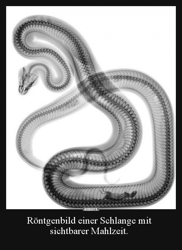 Röntgenbild einer Schlange mit sichtbarer Mahlzeit... - Lustige Bilder | DEBESTE.de