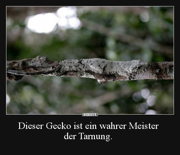Dieser Gecko ist ein wahrer Meister der Tarnung... - Lustige Bilder | DEBESTE.de