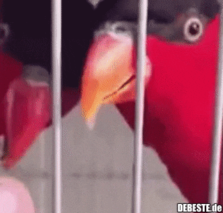 So sieht die Zunge eines Papageis aus: - Lustige Bilder | DEBESTE.de