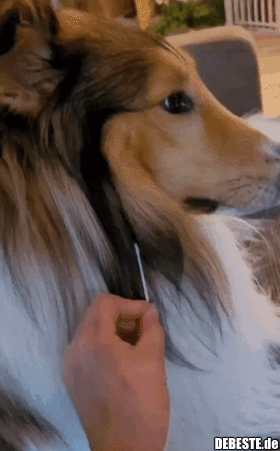Hund klappt Ohr zu.. - Lustige Bilder | DEBESTE.de
