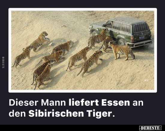 Dieser Mann liefert Essen an den Sibirischen Tiger.. - Lustige Bilder | DEBESTE.de