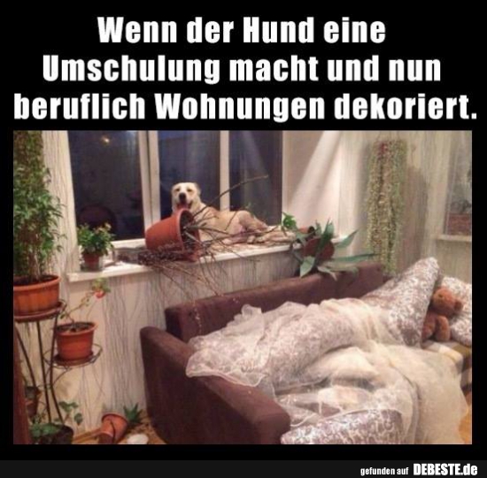 Wenn der Hund eine Umschulung macht und nun beruflich Wohnungen dekoriert. - Lustige Bilder | DEBESTE.de