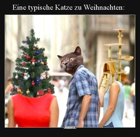 Eine typische Katze zu Weihnachten.. - Lustige Bilder | DEBESTE.de