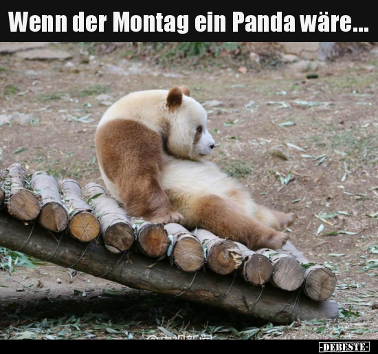 Wenn der Montag ein Panda wäre... - Lustige Bilder | DEBESTE.de