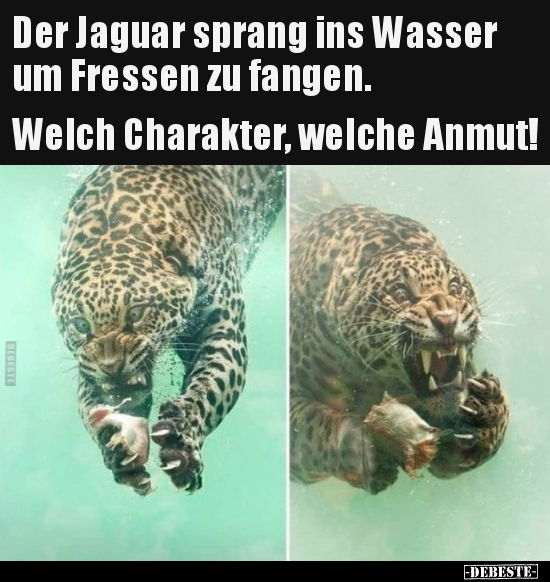 Der Jaguar sprang ins Wasser um Fressen zu fangen.. - Lustige Bilder | DEBESTE.de