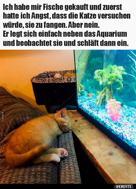 Ich habe mir Fische gekauft und zuerst hatte ich Angst.. - Lustige Bilder | DEBESTE.de