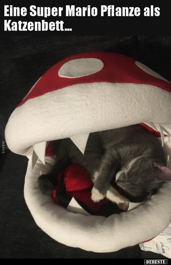 Eine Super Mario Pflanze als Katzenbett... - Lustige Bilder | DEBESTE.de