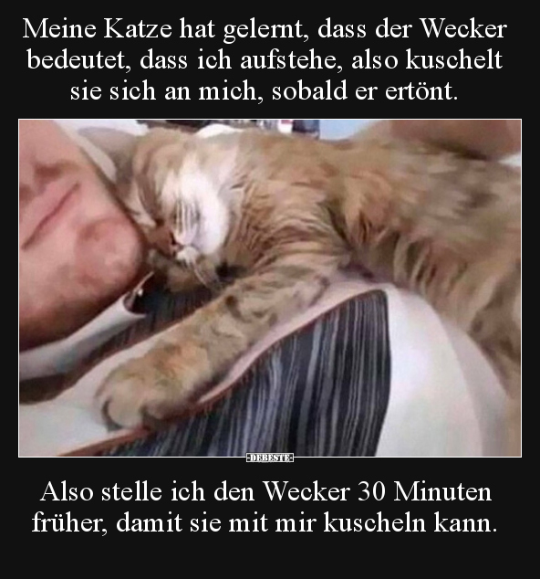 Meine Katze hat gelernt, dass der Wecker bedeutet, dass ich.. - Lustige Bilder | DEBESTE.de