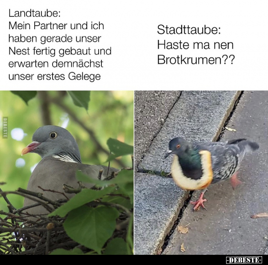 Landtaube: Mein Partner und ich haben gerade unser Nest.. - Lustige Bilder | DEBESTE.de
