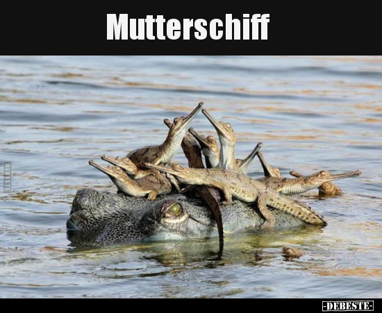 Mutterschiff.. - Lustige Bilder | DEBESTE.de