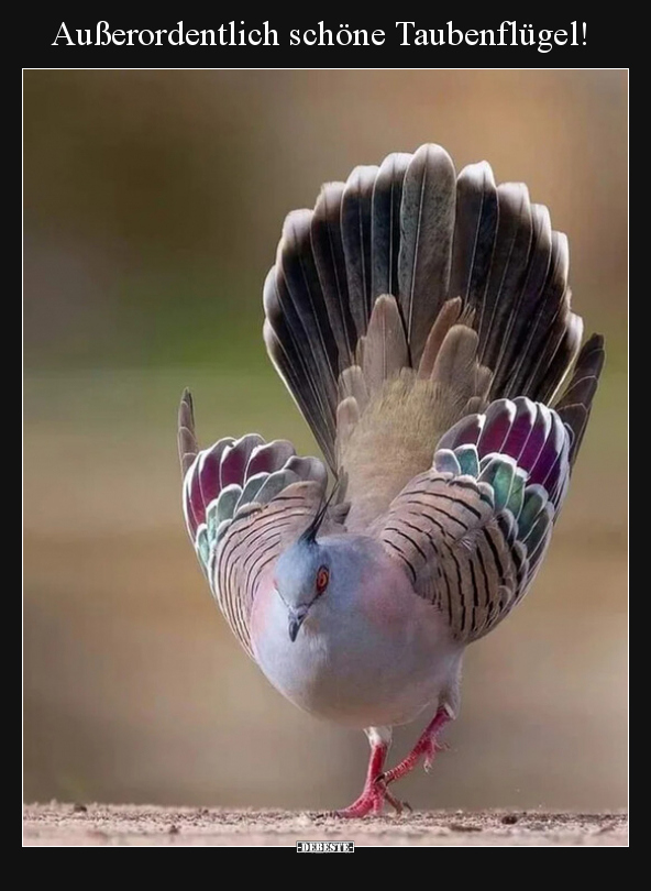 Außerordentlich schöne Taubenflügel!.. - Lustige Bilder | DEBESTE.de