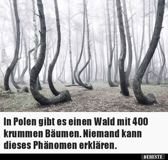 In Polen gibt es einen Wald mit 400 krummen Bäumen.. - Lustige Bilder | DEBESTE.de