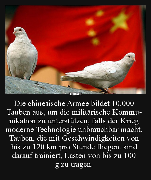 Die chinesische Armee bildet 10.000 Tauben aus, um die.. - Lustige Bilder | DEBESTE.de