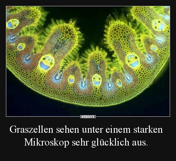 Graszellen sehen unter einem starken Mikroskop sehr glücklich aus. - Lustige Bilder | DEBESTE.de