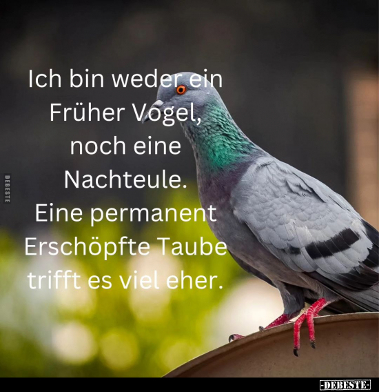 Ich bin weder ein Früher Vogel, noch eine Nachteule.. - Lustige Bilder | DEBESTE.de