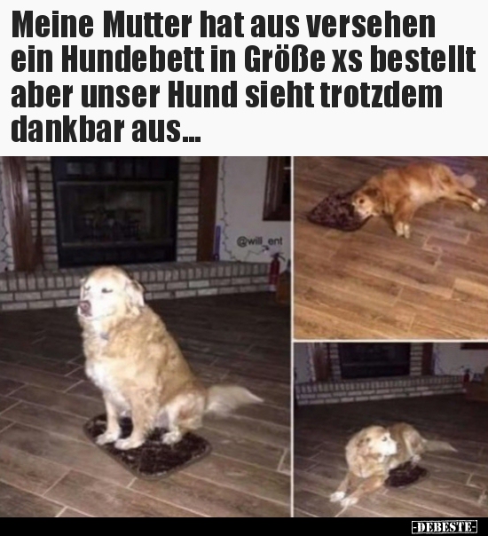 Meine Mutter hat aus versehen ein Hundebett in Größe xs.. - Lustige Bilder | DEBESTE.de