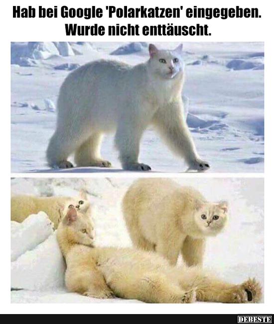 Hab bei Google 'Polarkatzen' eingegeben.. - Lustige Bilder | DEBESTE.de