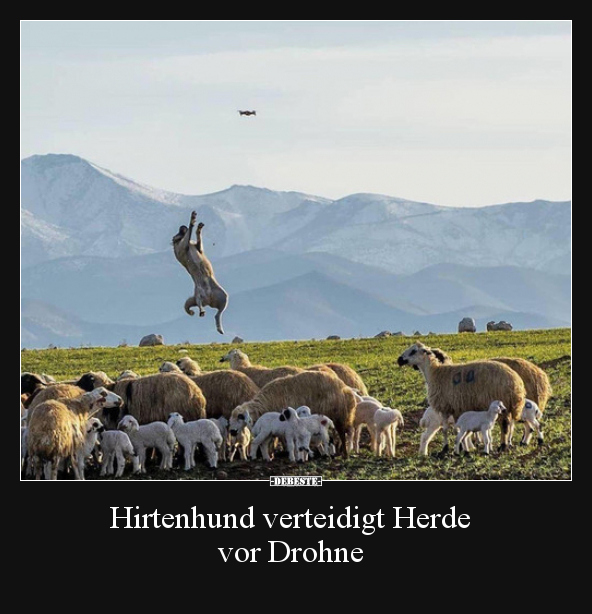 Hirtenhund verteidigt Herde vor Drohne.. - Lustige Bilder | DEBESTE.de