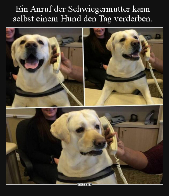 Ein Anruf der Schwiegermutter kann selbst einem Hund den.. - Lustige Bilder | DEBESTE.de