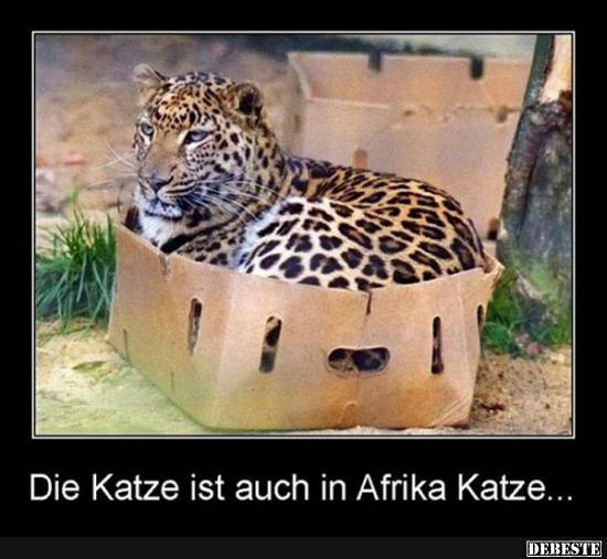 Die Katze ist auch in Afrika Katze.. - Lustige Bilder | DEBESTE.de