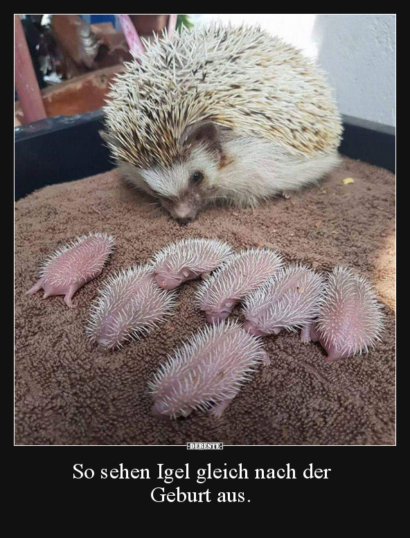 So sehen Igel gleich nach der Geburt aus... - Lustige Bilder | DEBESTE.de