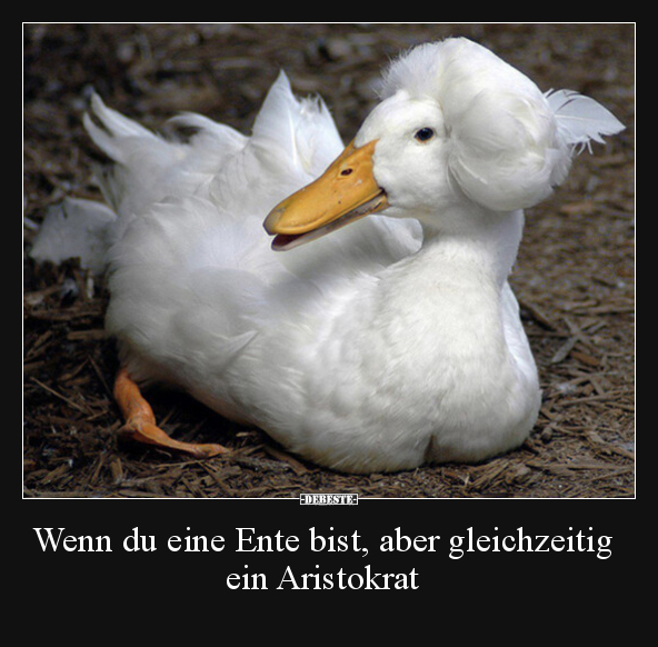 Wenn du eine Ente bist, aber gleichzeitig ein Aristokrat.. - Lustige Bilder | DEBESTE.de