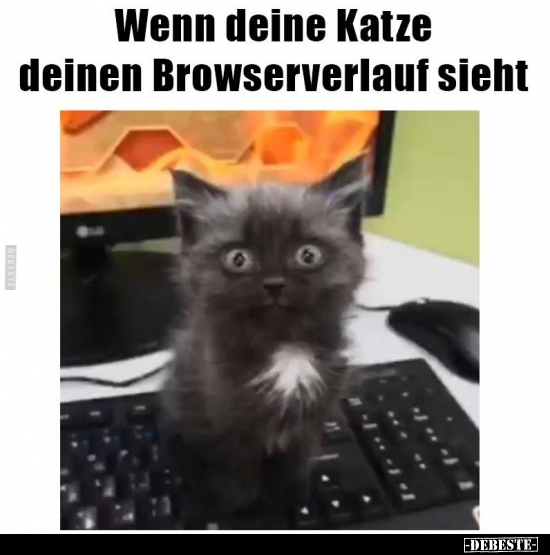 Wenn deine Katze deinen Browserverlauf sieht.. - Lustige Bilder | DEBESTE.de