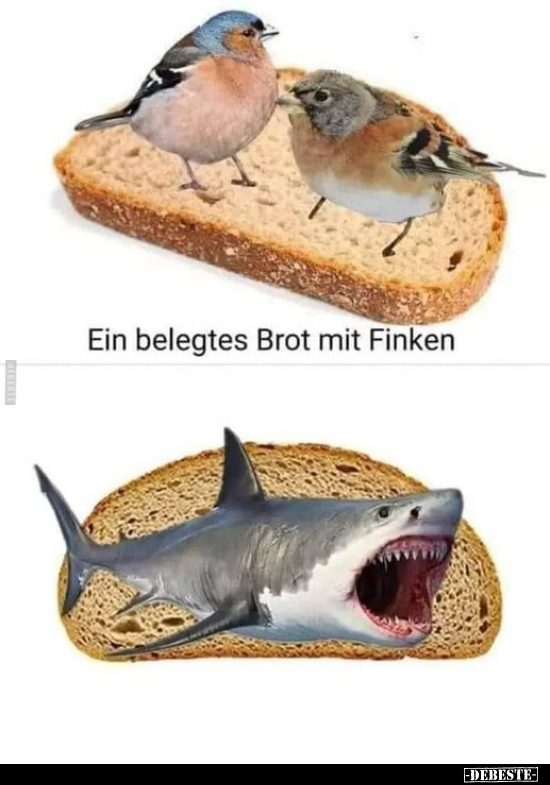 Ein belegtes Brot mit Finken.. - Lustige Bilder | DEBESTE.de