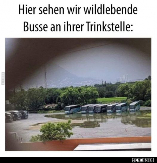 Hier sehen wir wildlebende Busse an ihrer Trinkstelle.. - Lustige Bilder | DEBESTE.de