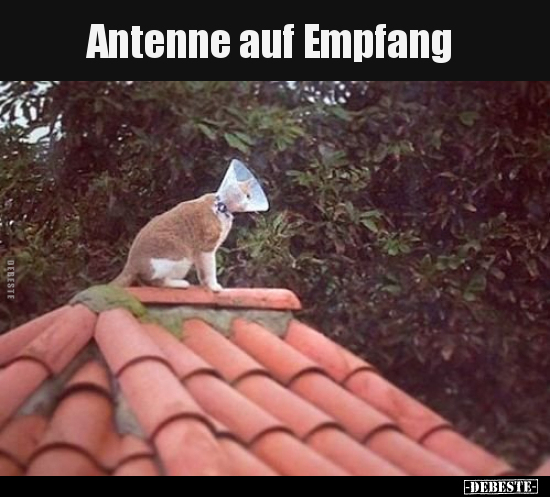 Antenne auf Empfang.. - Lustige Bilder | DEBESTE.de