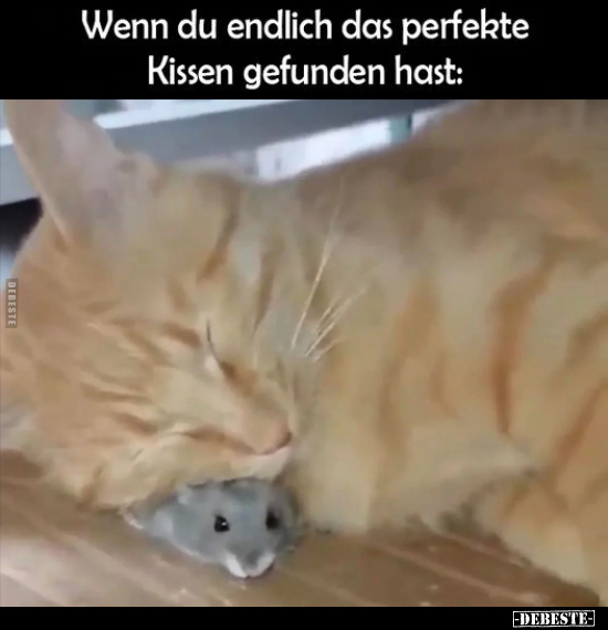 Wenn du endlich das perfekte Kissen gefunden hast.. - Lustige Bilder | DEBESTE.de